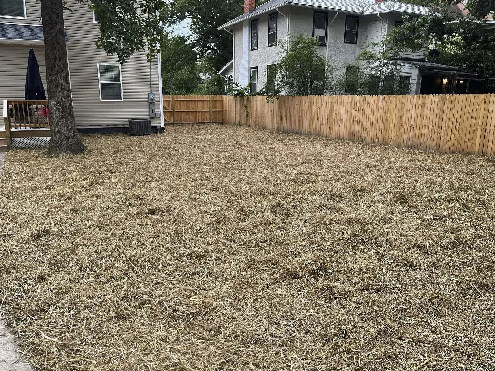 A large lawn area outside a house covered with dry yellow grass likely for professional lawn aeration work