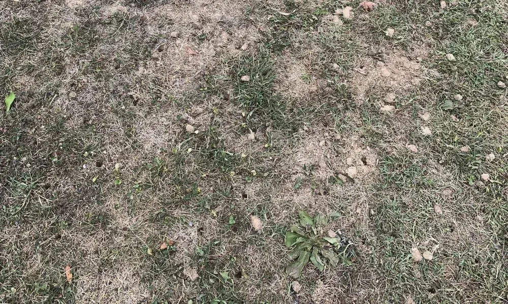 A lawn with sparse grass coverage and bare patches indicates a need for lawn aeration services