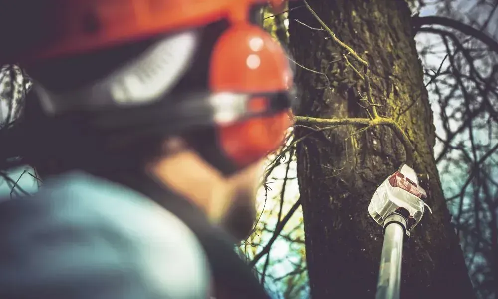 A man wearing a safety helmet and using a pole pruner to trim branches on a tree as part of a tree