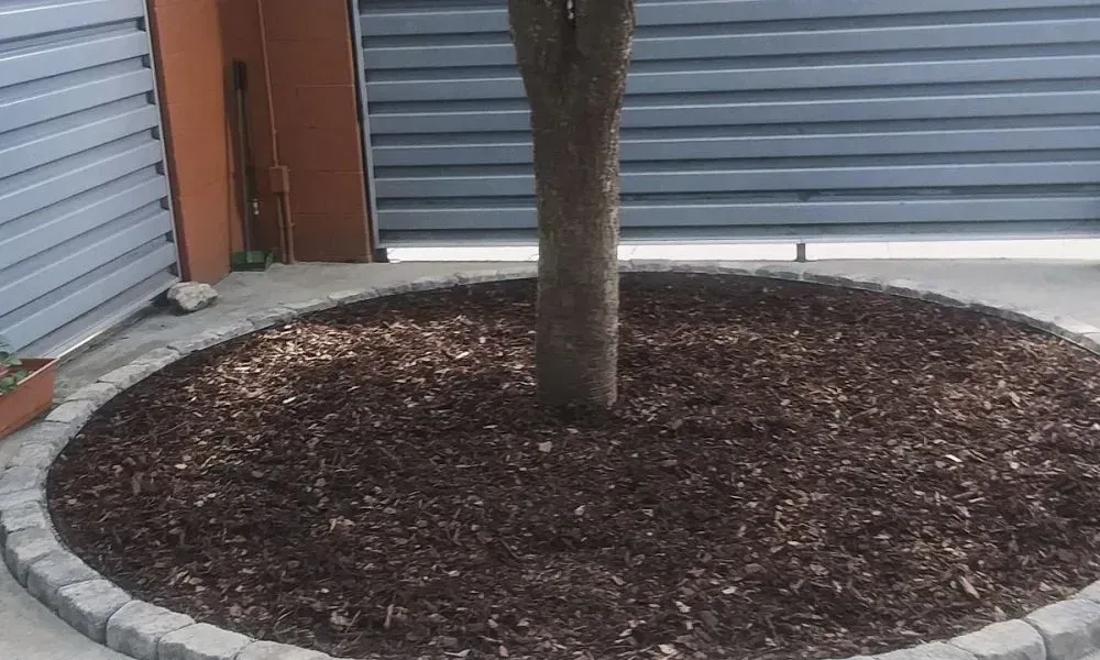 A tree decorated with bulbs within a house garden is maintained and professionally trimmed by a