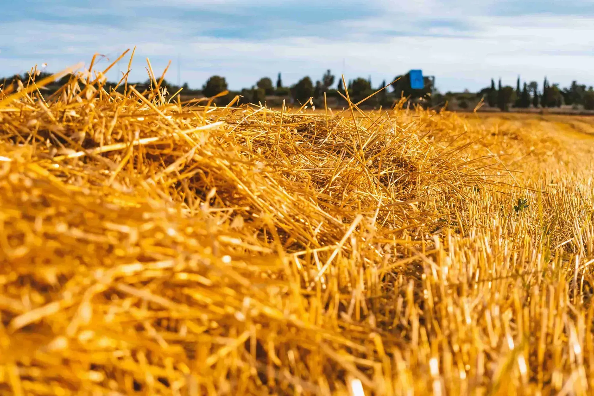 6 Alternatives To Straw For Grass Seed