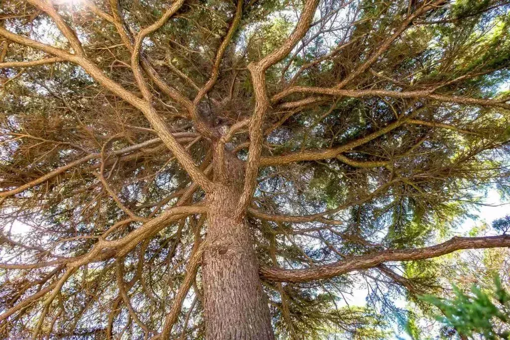 Can 2,4-D Kill Trees