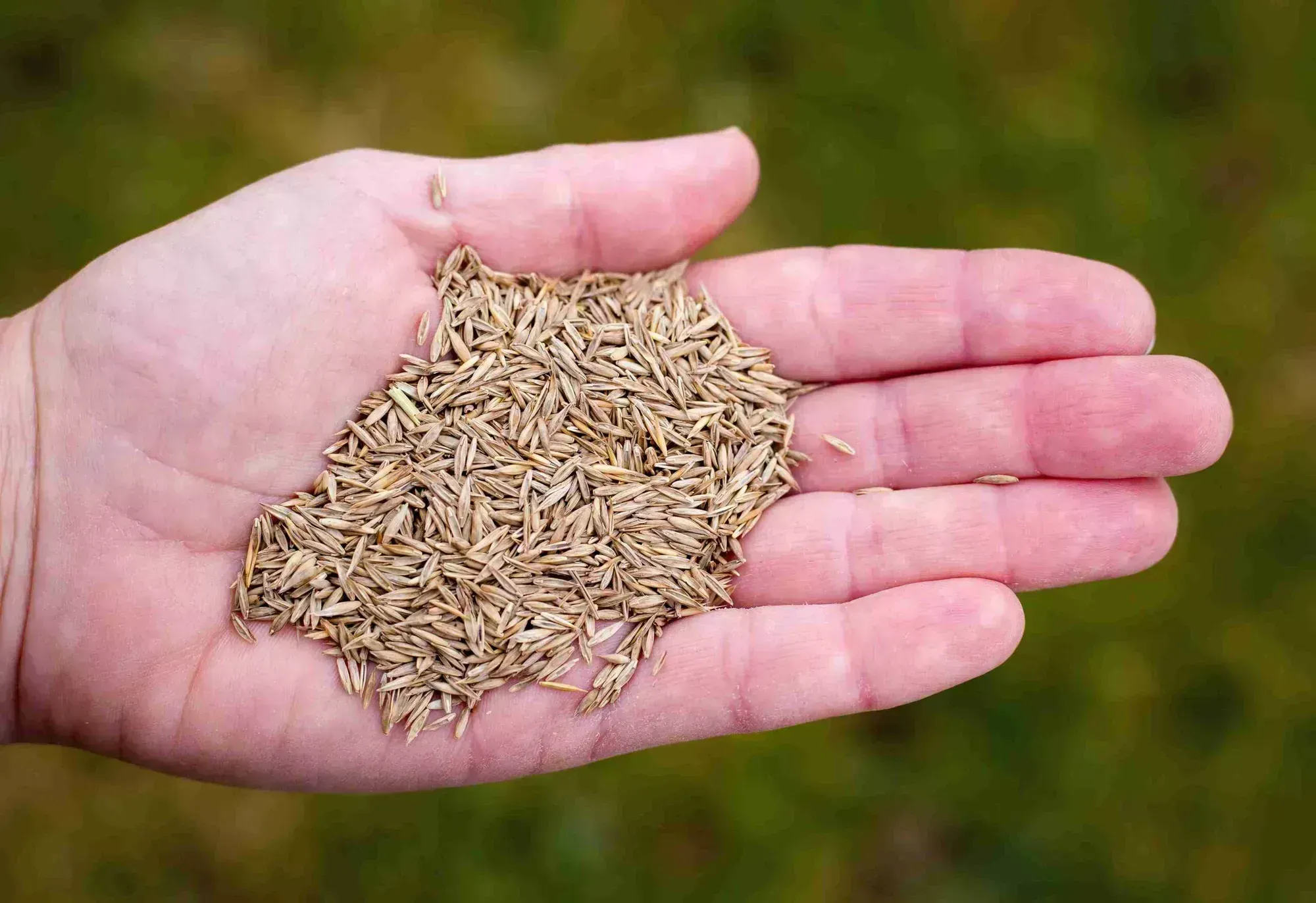 Can You Put Down Too Much Grass Seed?