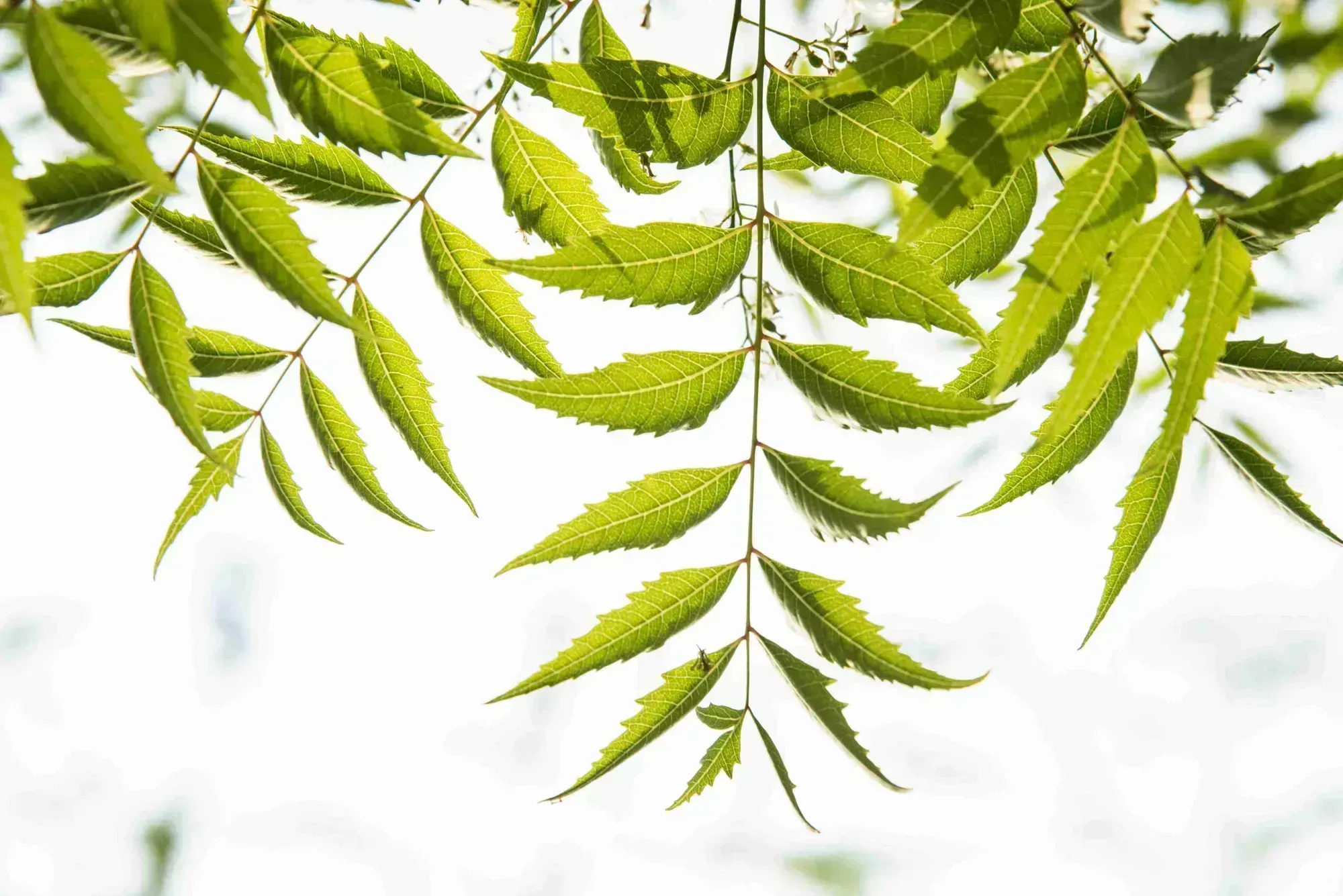 Can You Use Neem Oil On Lawns? (Explained)