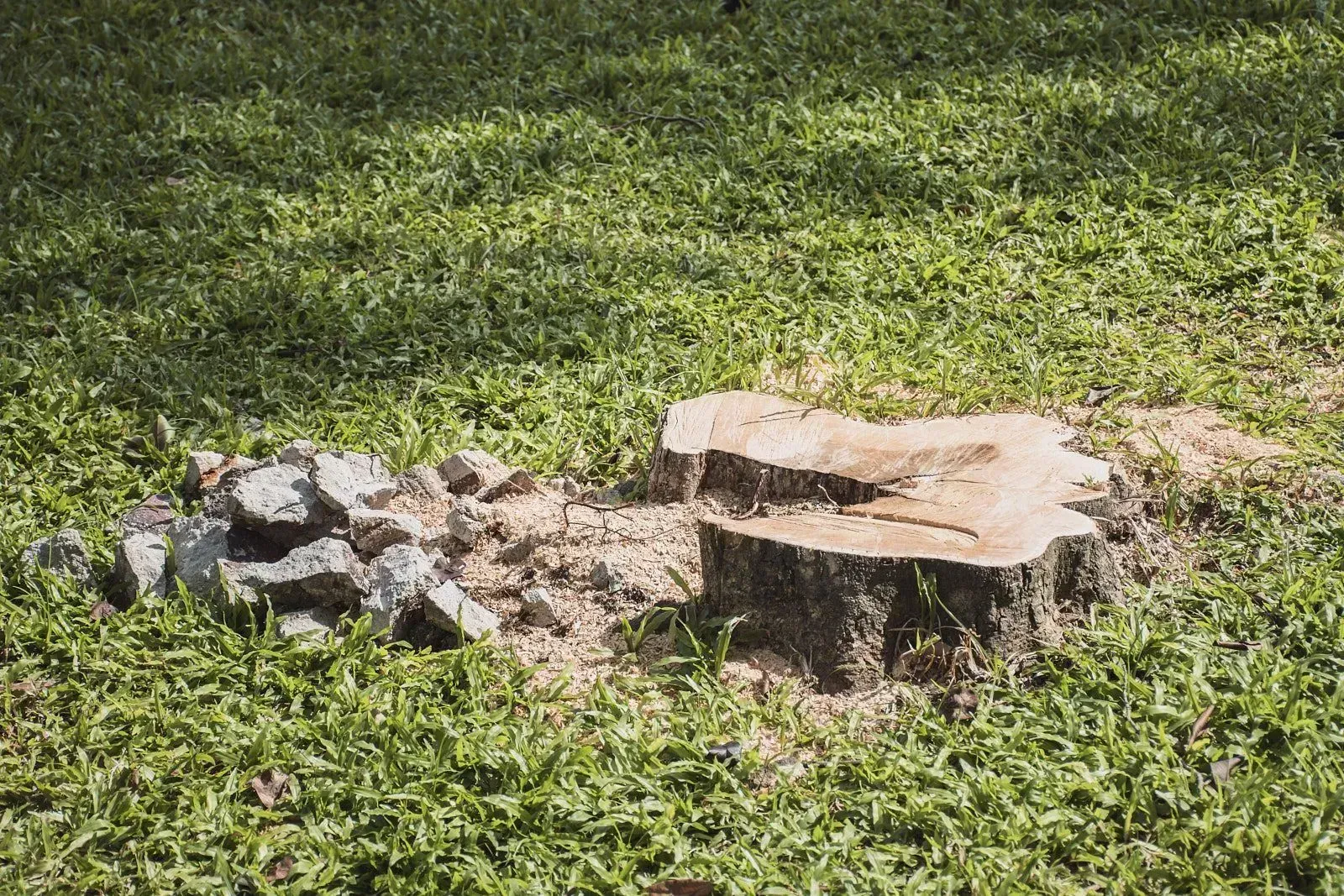 Closeup shot of a tree stump surrounded by thick natural grass shining under the sunlight