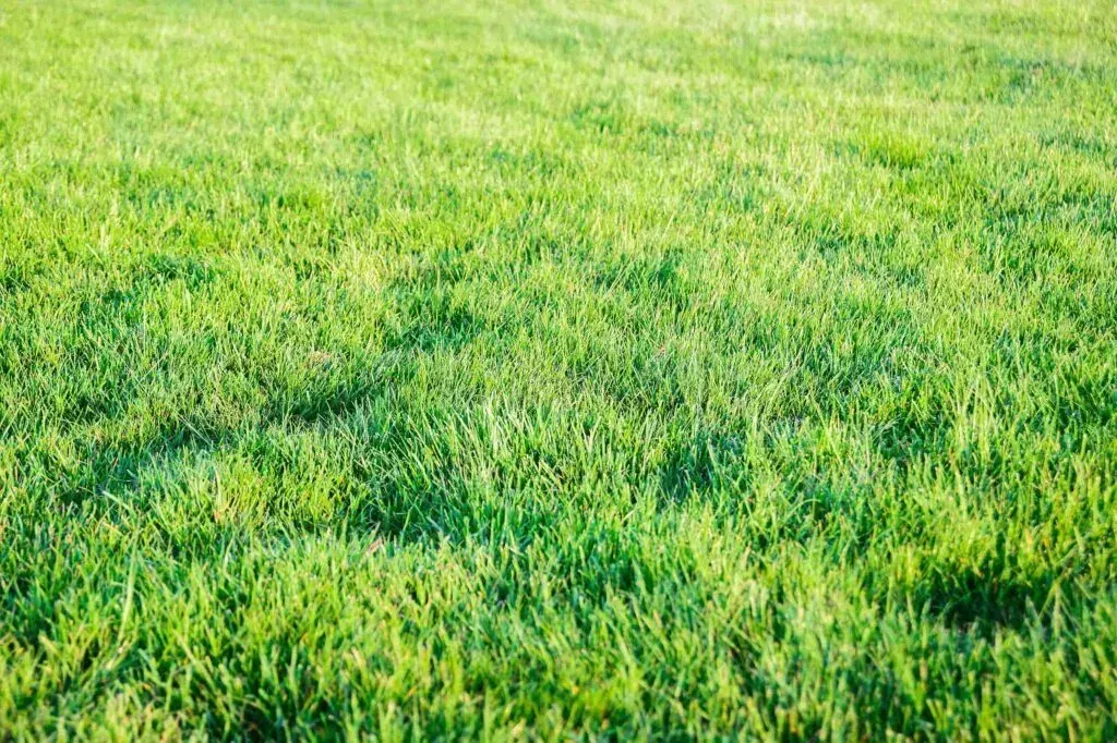 Garden Soil For Grass