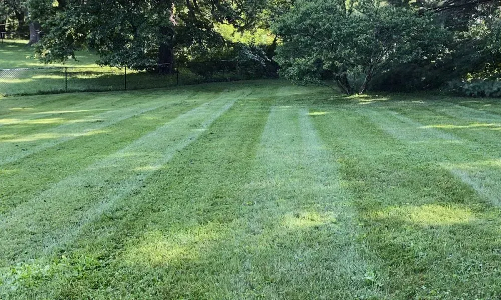 Long shot of an outdoor lawn with dense trees and rich greenery showcasing high quality commercial