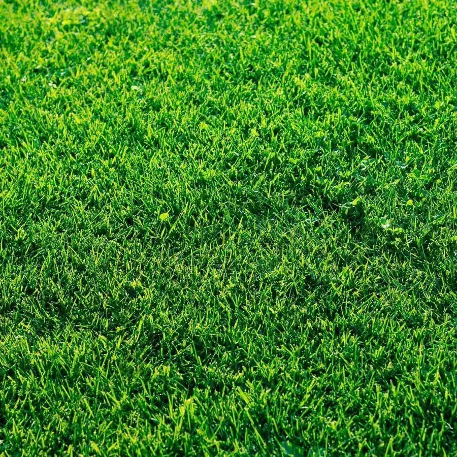 Most Shade Tolerant Zoysia Grass (Ranked)
