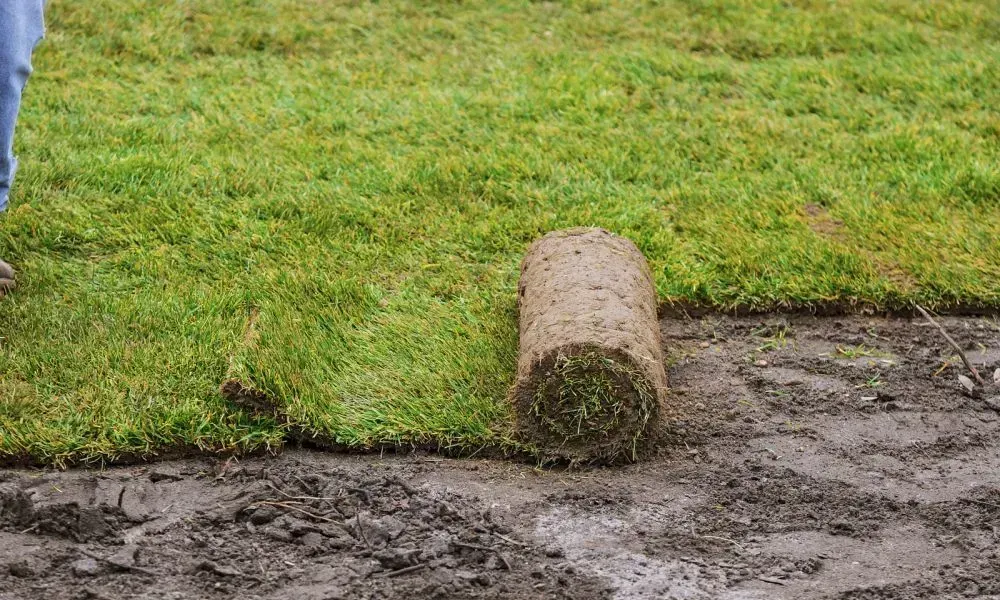 Plenty of fresh and shiny grass rolls being placed on a lawn for completing the sod installation