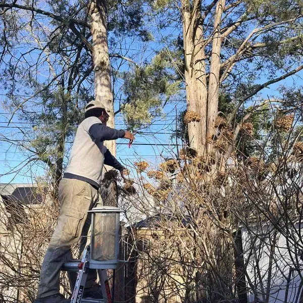 Professional tree pruner from a tree pruning company on a ladder pruning the stems of a large tree