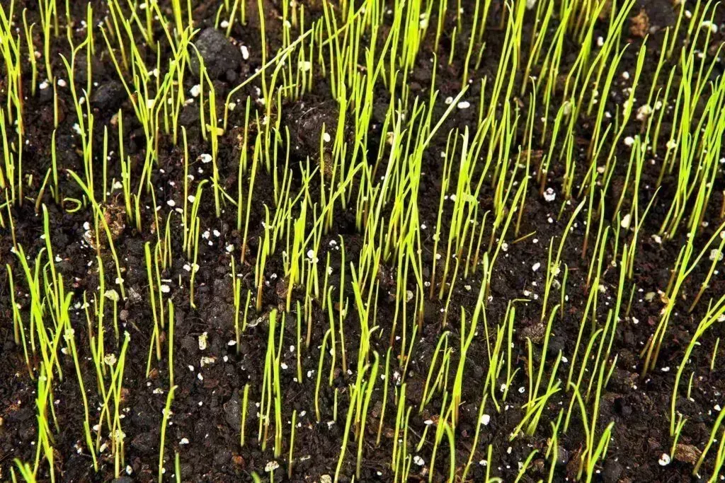 Signs You Used Too Much Grass Seed