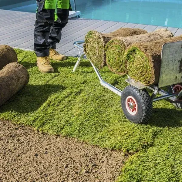 Some rolls of grass are being moved using a hand trolly to the site for the sod installation process