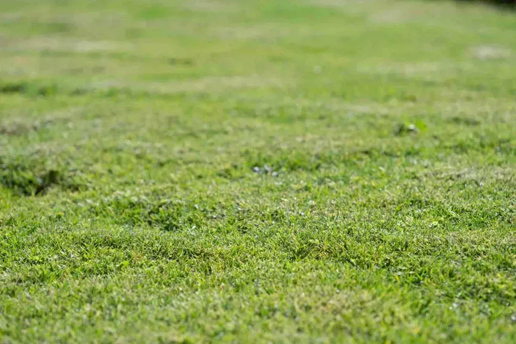 What Happens If You Over Aerate Your Lawn