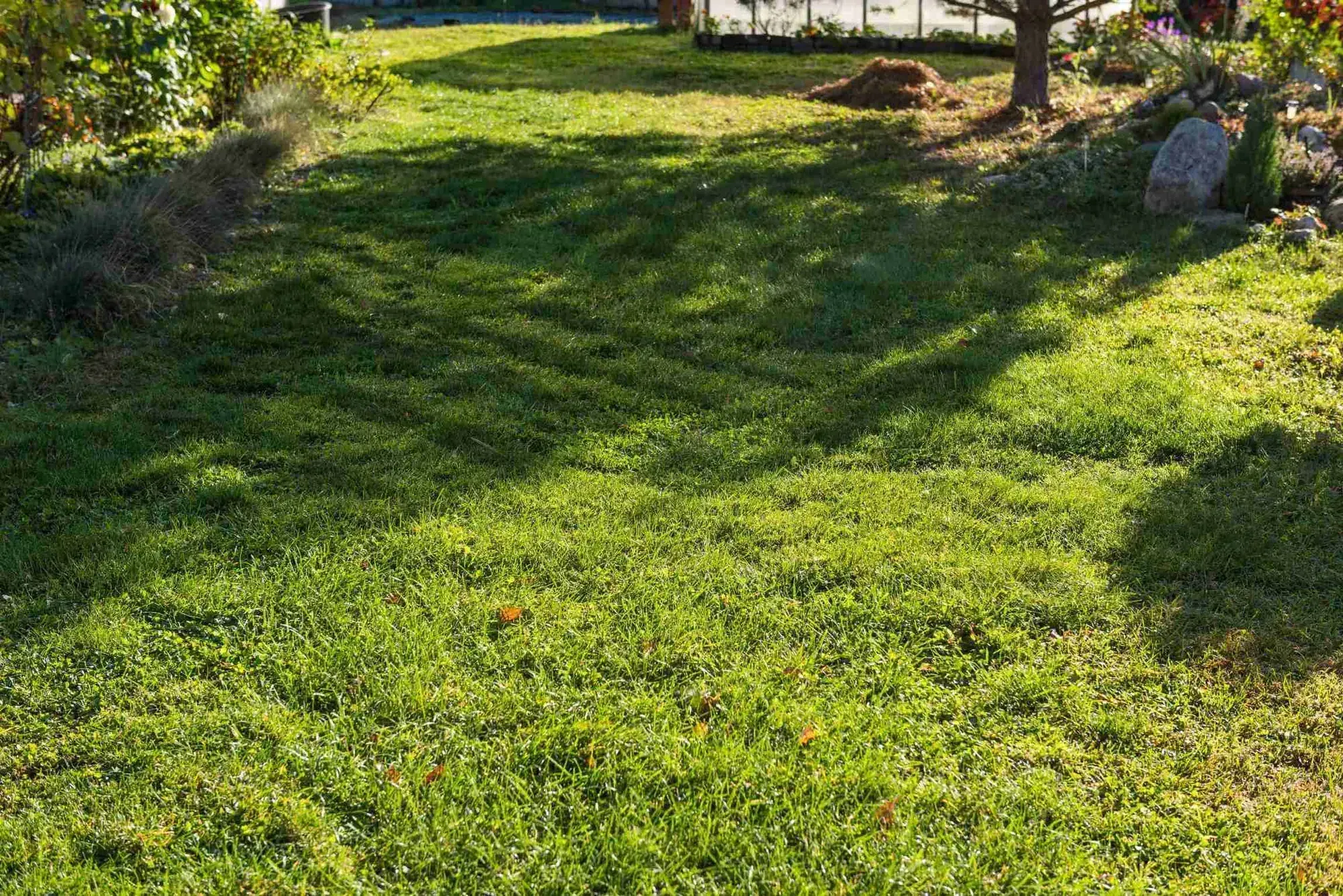 Dark Green Patches In Lawn? (Here's Why)