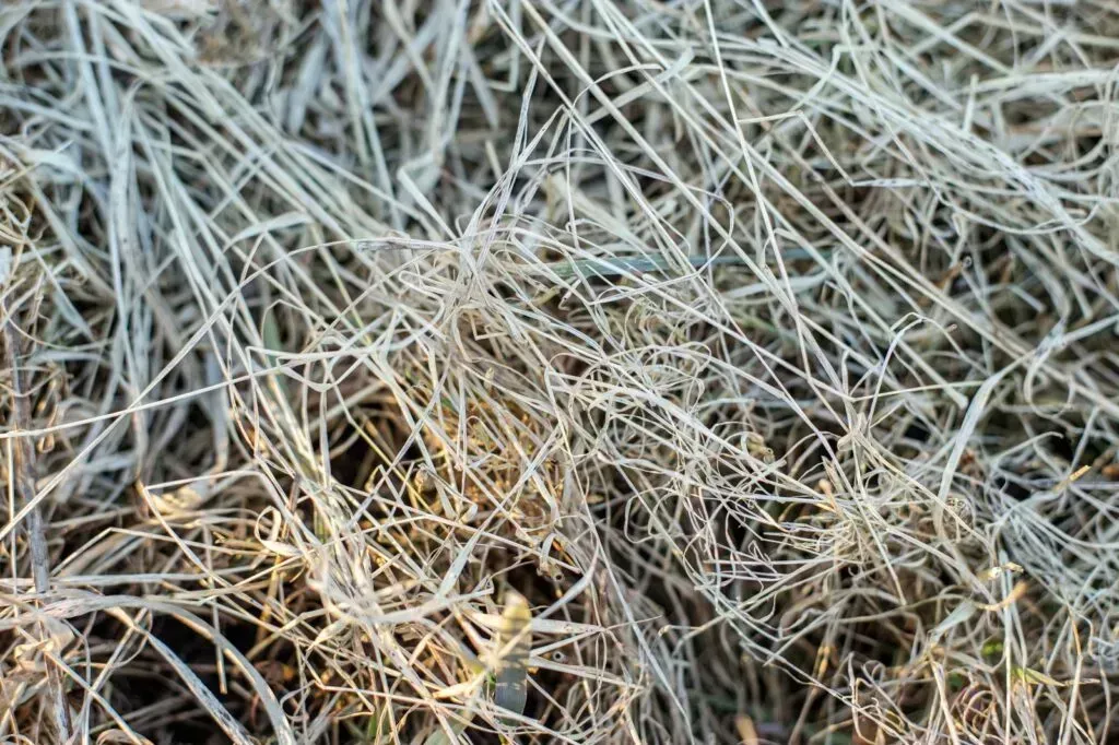 Pine Needles Causing Dry Grass Scene | Gps Coordinates: 37.893505, 77.583540