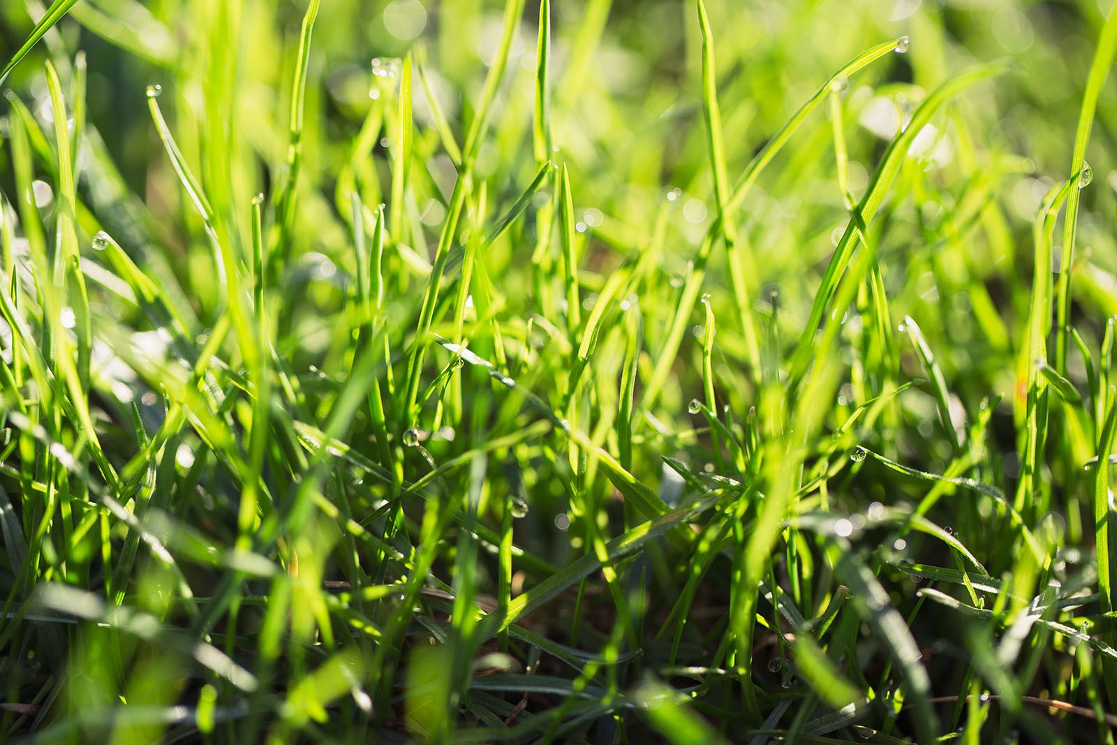 Fresh Green Healthy Grass Close Up