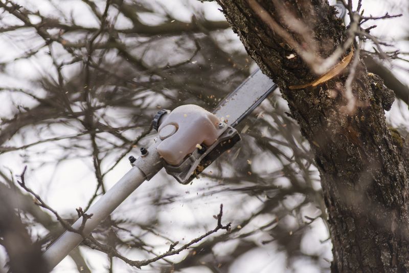 Tree Trimming Company In Virginia