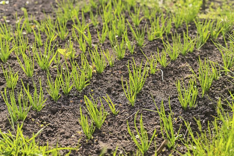 Closeup Of A Lawn With Fresh Grass And Visible Wet Sand Showing Early Stage Grass Seeding After Professional Lawn Aeration