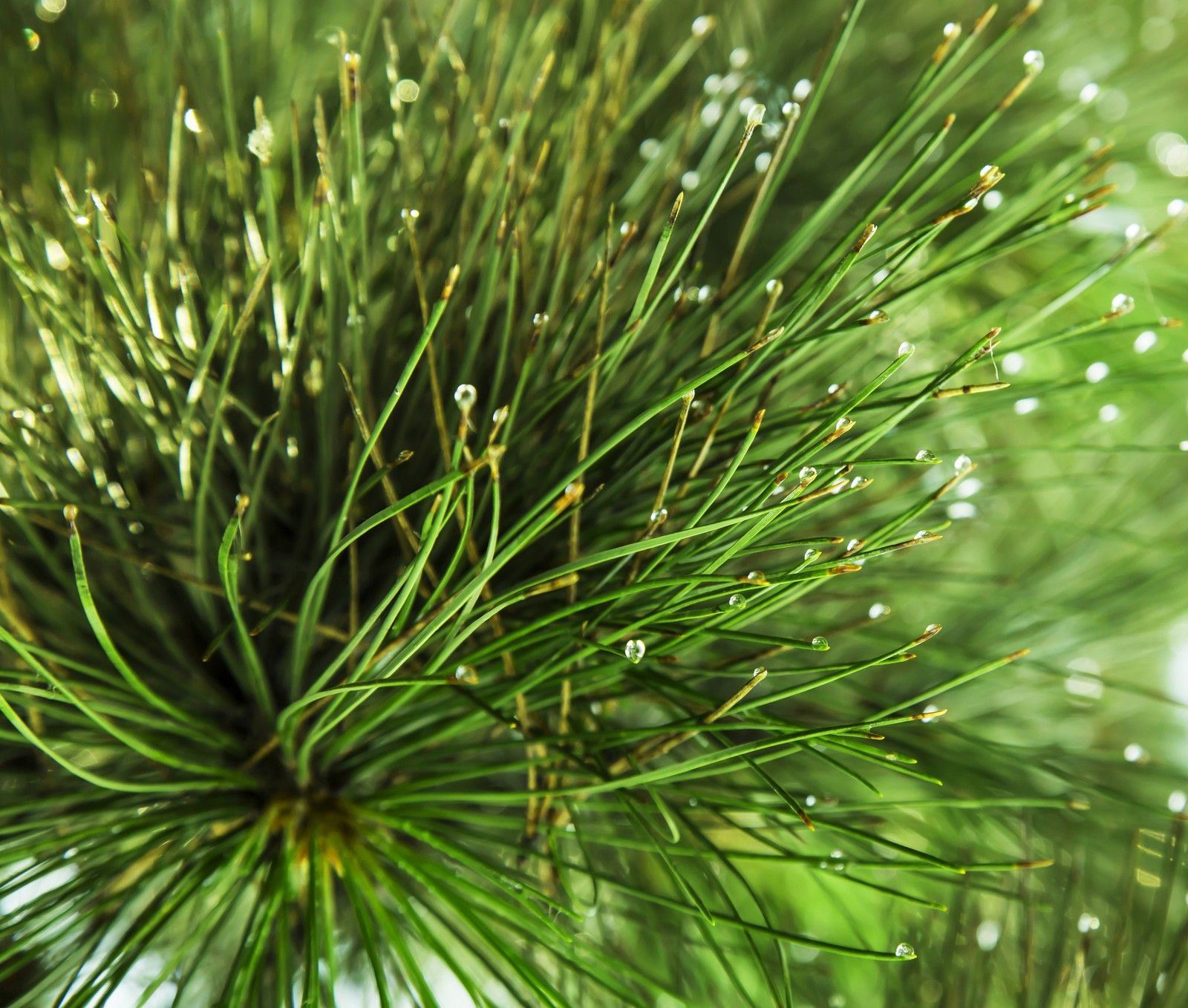 Isolated Pine Tree With Needle Fall Causing Grass Damage Resized