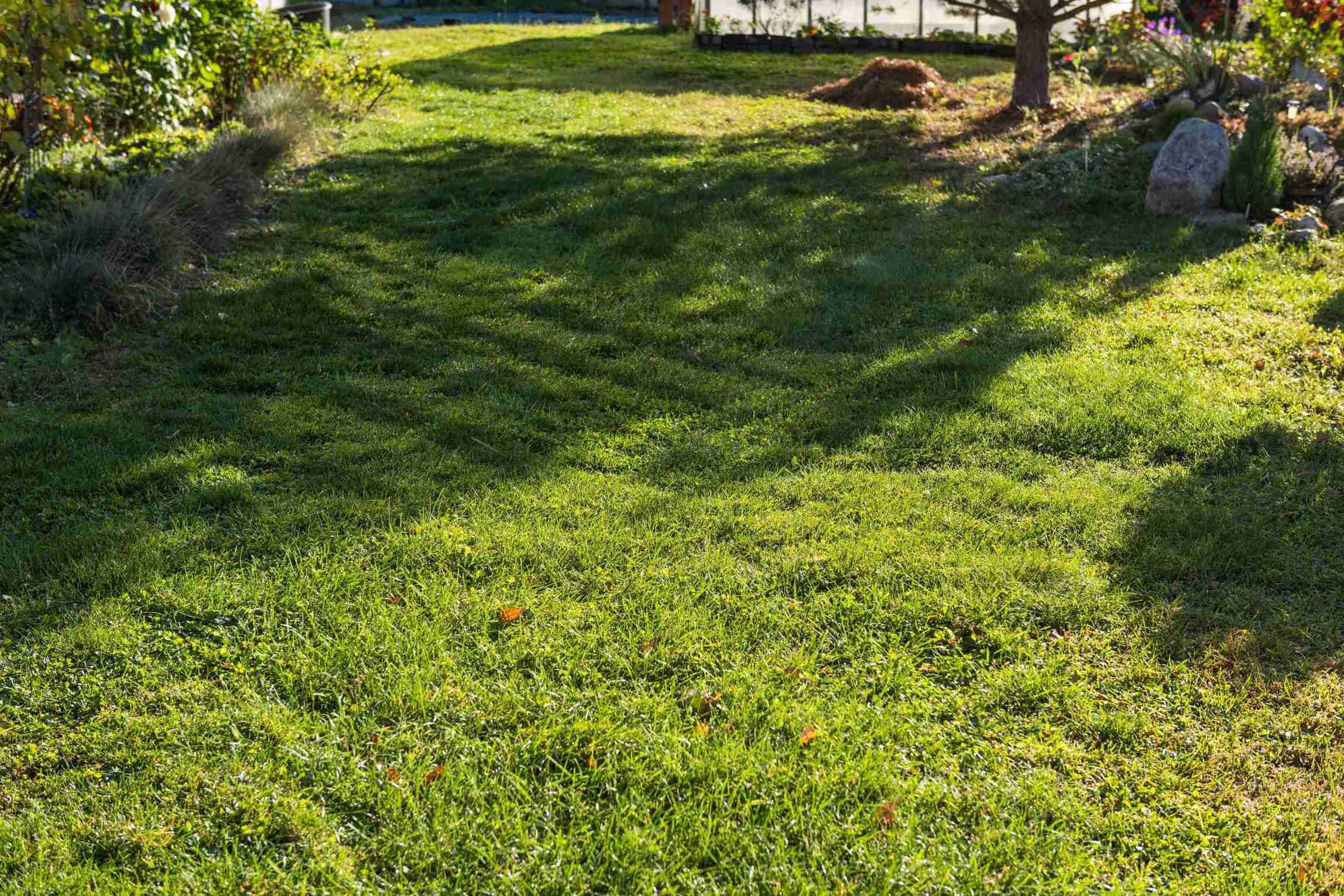 dark green patches in lawn