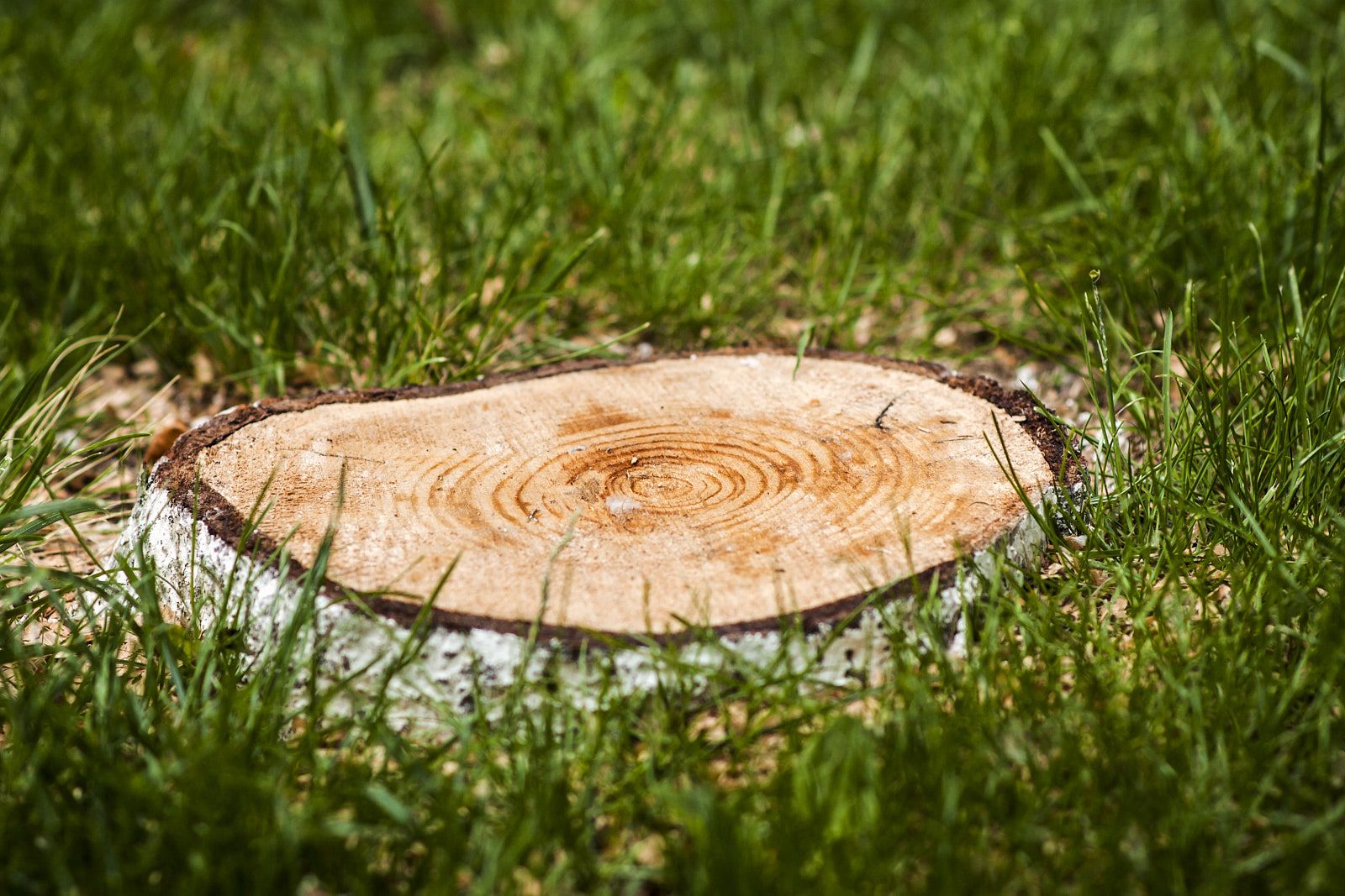 Closeup And Clear Shot Of A Tree Stump With Thick Natural Grass All Around It Shining Under The Sunlight