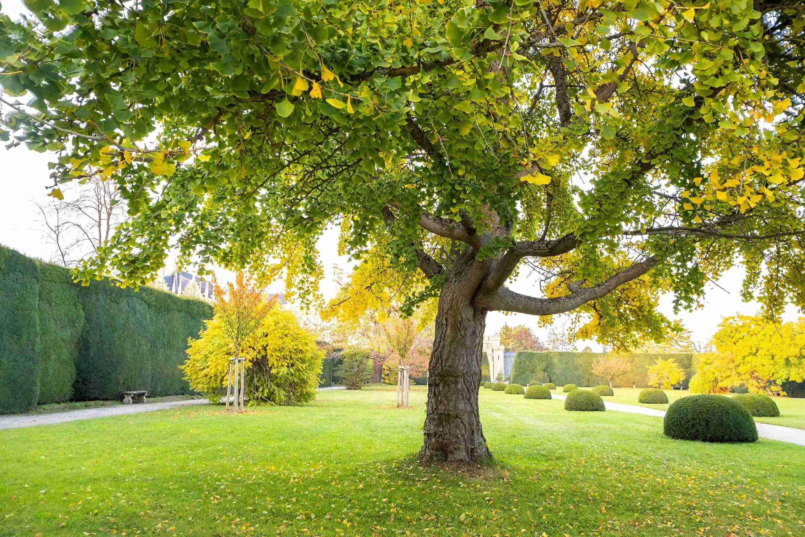 Signs Of Tree Damage From 2,4-D