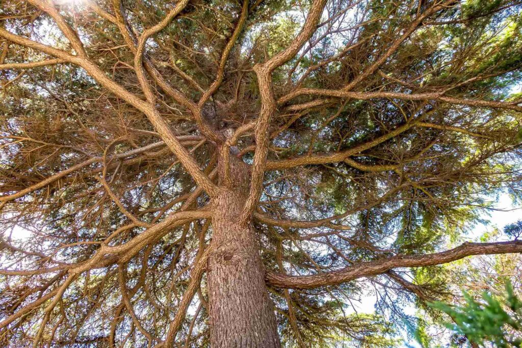Can 2,4-D Kill Trees