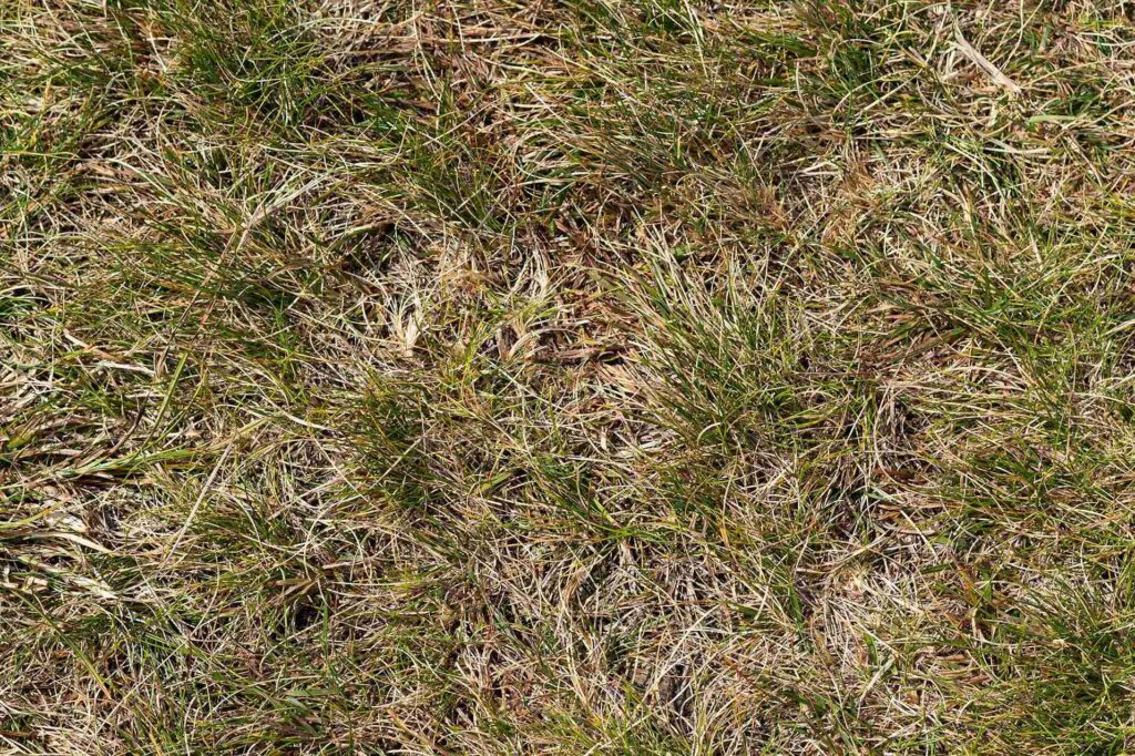 Can Gas Kill Grass