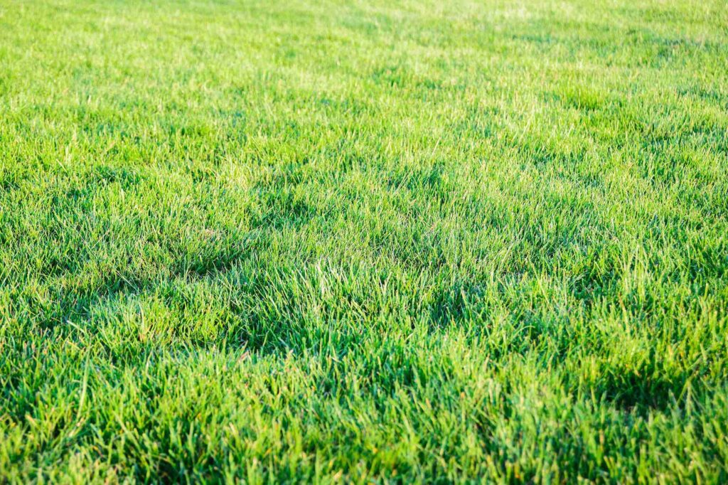 Garden Soil For Grass