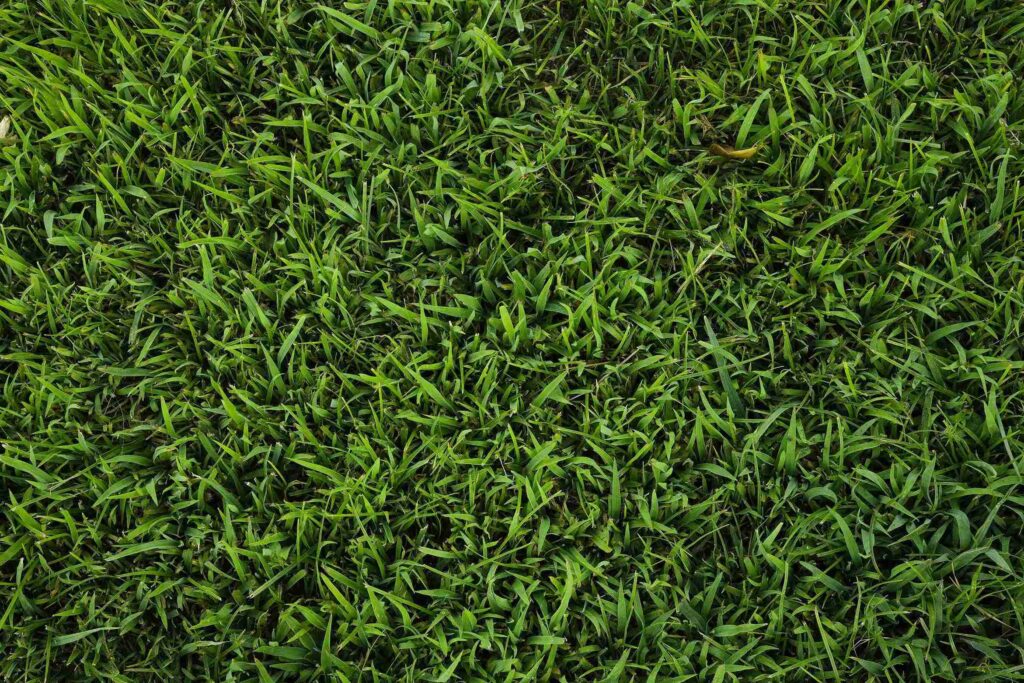 Shade Tolerant Zoysia Grass
