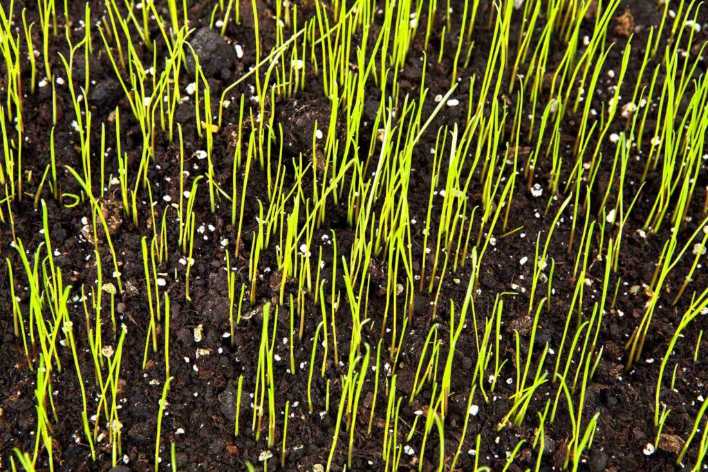 Signs You Used Too Much Grass Seed