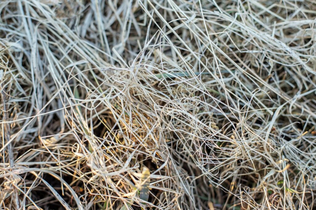 Pine Needles Causing Dry Grass Scene | Gps Coordinates: 37.893505, 77.583540