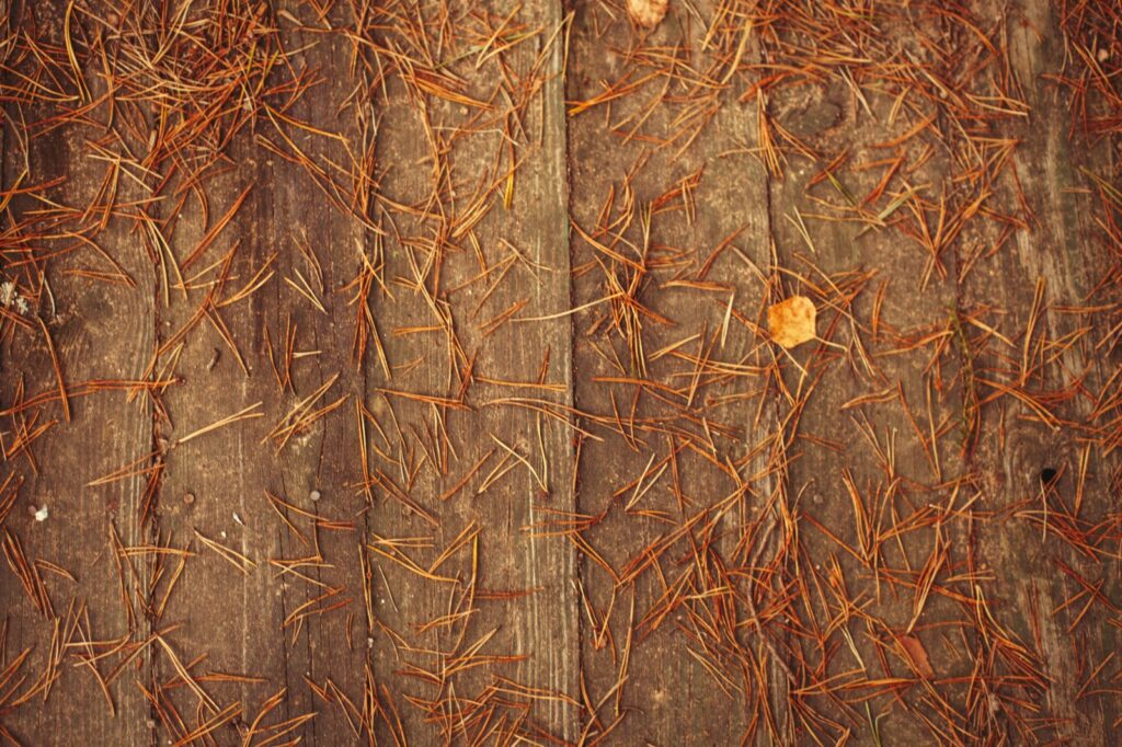 Pine Needles Killing Grass On Golden Autumn Background Resized